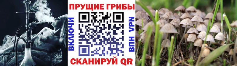 Псилоцибиновые грибы Psilocybe  Новочеркасск 